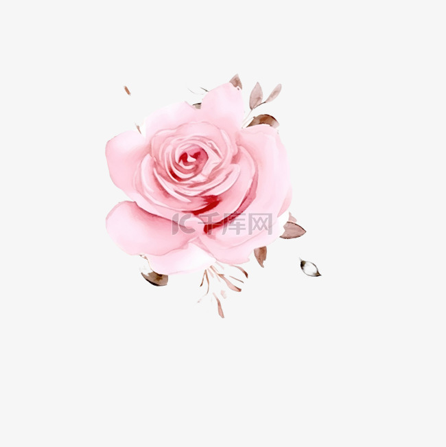 水彩粉色英国玫瑰，带有玫瑰金闪