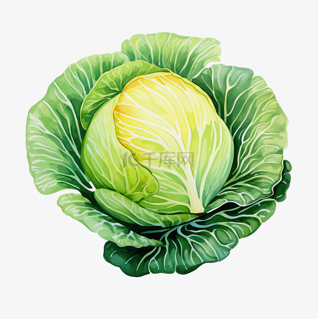 可爱的白菜蔬菜文具贴纸油画