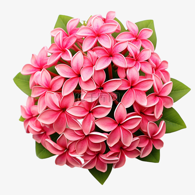 背景上的粉红色 ixora 花