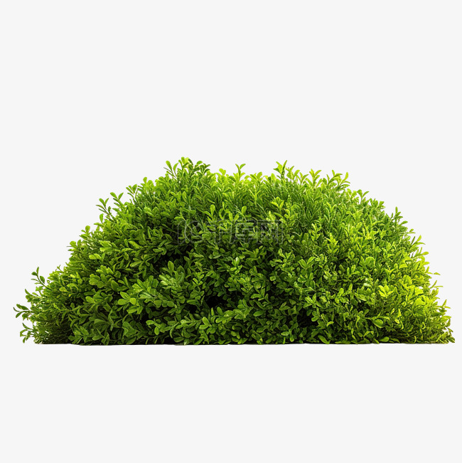 绿草灌木树丛和草坪或草皮