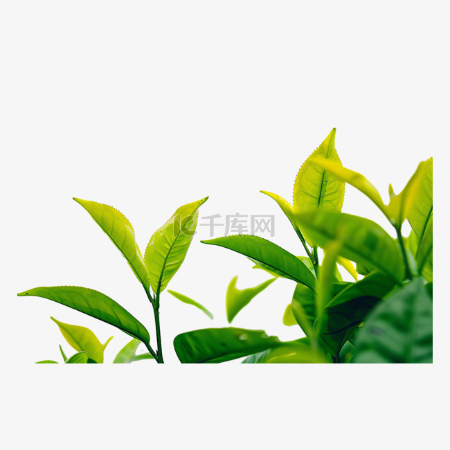 茶叶茶苗免抠元素摄影图
