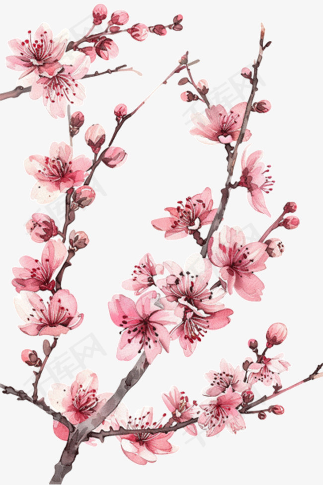 樱花手绘免抠元素盛开