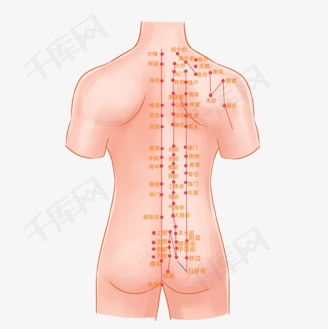 上身后背穴位图经络