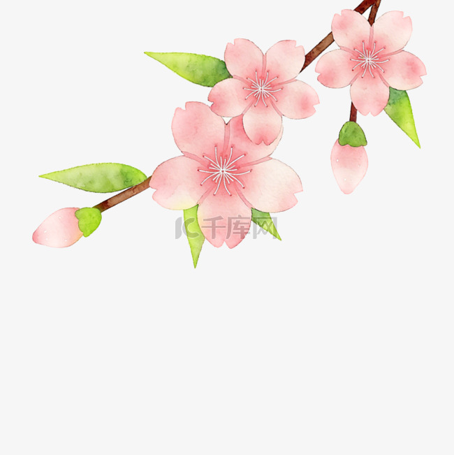春天水彩手绘桃花png图片