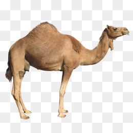 骆驼-设计元素_免费PNG图片素材库588ku.com