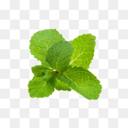 中草药图片大全清晰图 23576b4dc60bb7c.jpg