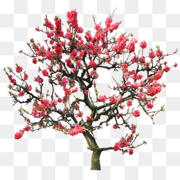 桃树枝干