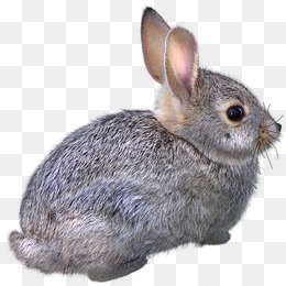 56568c851029003.jpg