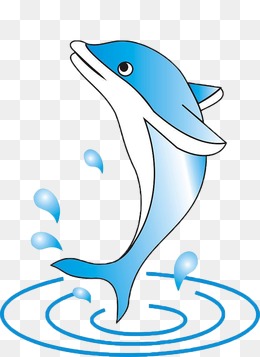 海豚 动物 可爱
