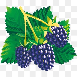 桑葚