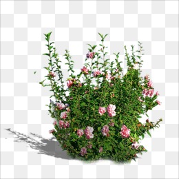 花草