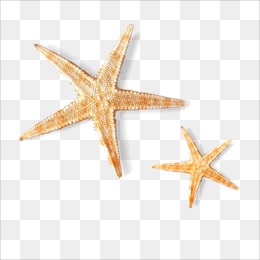 海星素材图片免费下载_高清png_千库网(图片编号