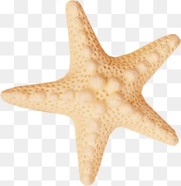 海星素材图片免费下载_高清装饰图案png_千库网(图片