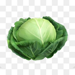 【包包菜素材】_包包菜图片大全_包包菜素材