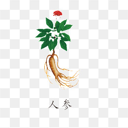 人参