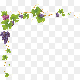 葡萄藤蔓花边