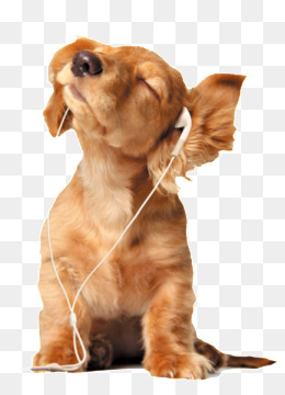 【听音乐的狗素材】免费下载_听音乐的狗图片