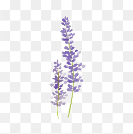 薰衣草
