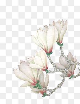 白色花簇素材图片免费下载_高清效果元素png_千库网