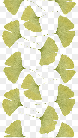 银杏