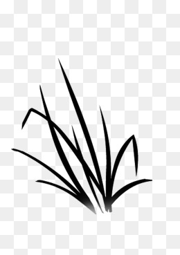 绘画植物 小草 黑白