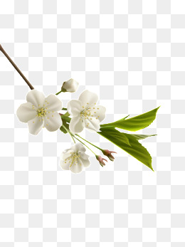 一枝梅花素材