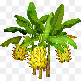 【香蕉树素材】_香蕉树图片大全_香蕉树素材