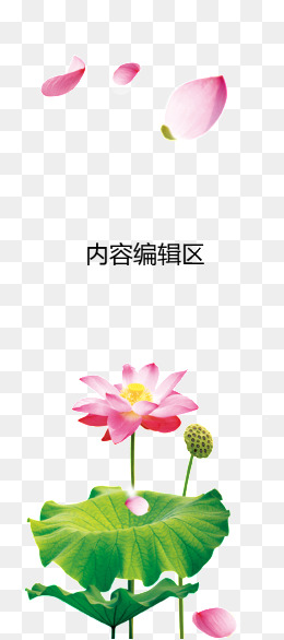 粉色荷花瓣素材图片免费下载_高清png_千库网(图片