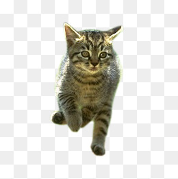 卡通猫咪装饰图案