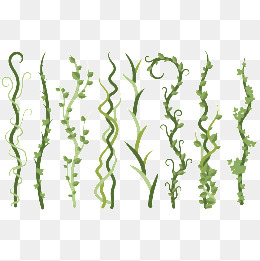 藤蔓简谱_藤蔓简笔画(2)