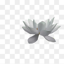 白莲花-设计元素_免费PNG图片素材库588ku.c