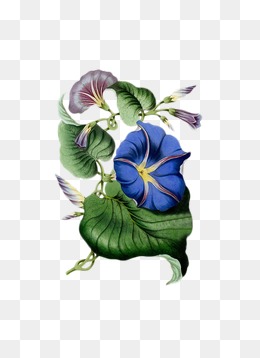 牵牛花素材图片免费下载_高清png_千库网(图片编号