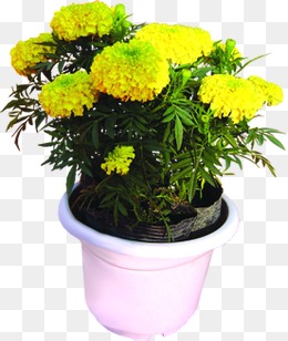 菊花盆栽