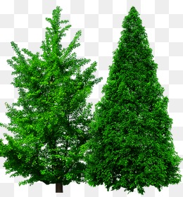 松树图片背景素材免费下载,图片编号3045467