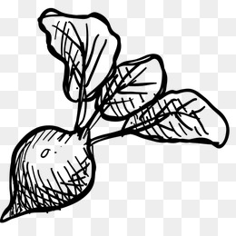 铅笔画 果蔬 蔬菜 速写 黑白铅笔 title=