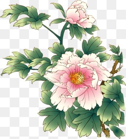 中国国花牡丹