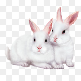 两只小白兔素材图片免费下载_高清psd