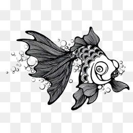 黑白金鱼_设计元素_黑白金鱼图片背景素材大