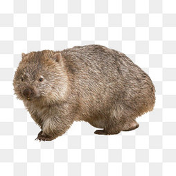 【鼻毛素材】_鼻毛图片大全_鼻毛素材免费下