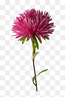 卡通菊花矢量图下载