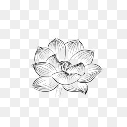 莲花黑白装饰图