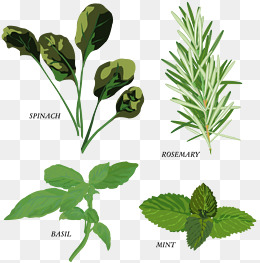 绿叶植物草本植物