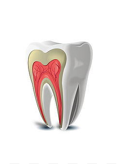 牙齿结构_设计元素_牙齿结构图片背景素材大全_千库网588ku.com,0-default-0-0