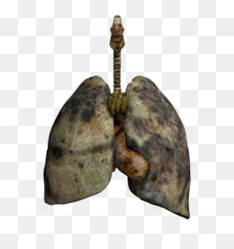 健康的肺