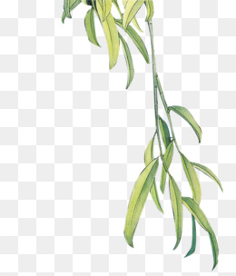 柳枝_设计元素_柳枝图片背景素材大全_千库网