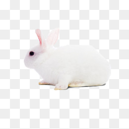 小猫方脸猫q版卡通角色动物形象聊天表情包流汗