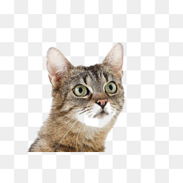 表情我只会吃瓜可爱小猫咪插画