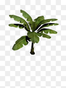 一株植物