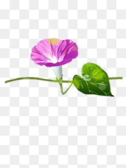 彩色牵牛花免抠素材