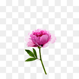 一朵鲜花